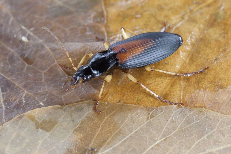 Carabidae:  Dolichus halensis