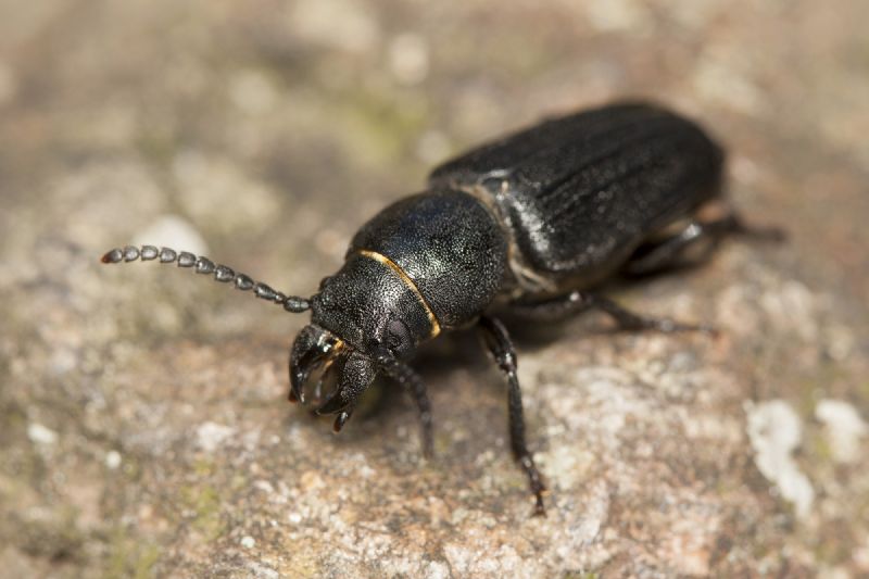 Spondylis buprestoides, Cerambycidae
