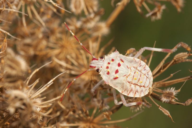 ninfa di Halyomorpha halys (Pentatomidae)