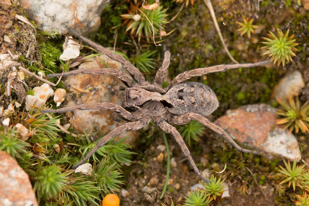 Alopecosa sp. - Alpi Orobie (BG)