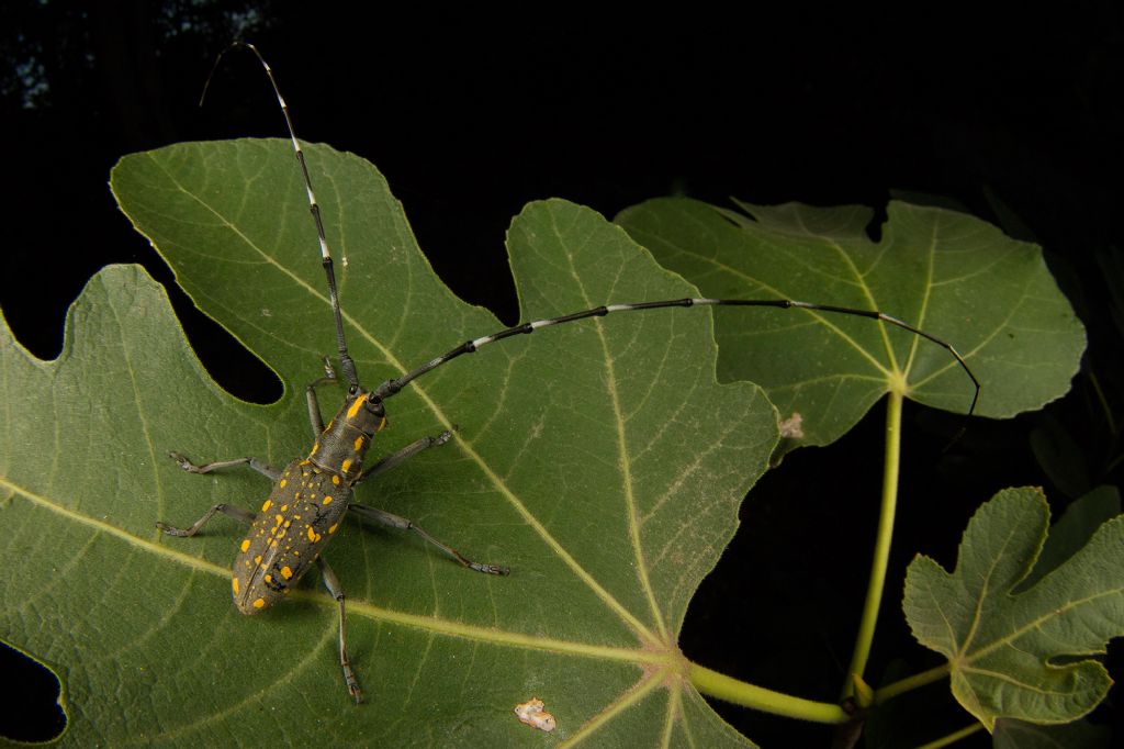 Cerambice alieno del fico: Psacothea hilaris