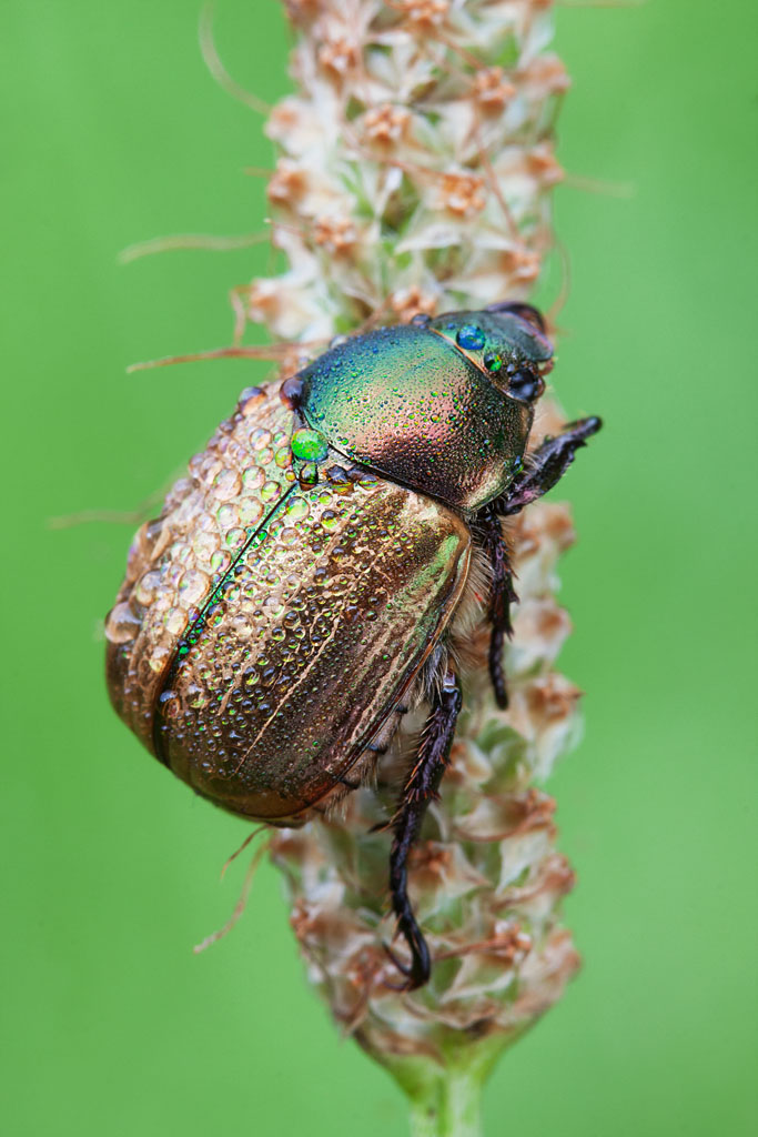 Mimela junii o Anomala dubia?