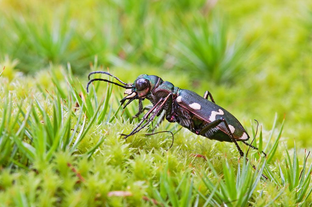 Identificazione coleotteri