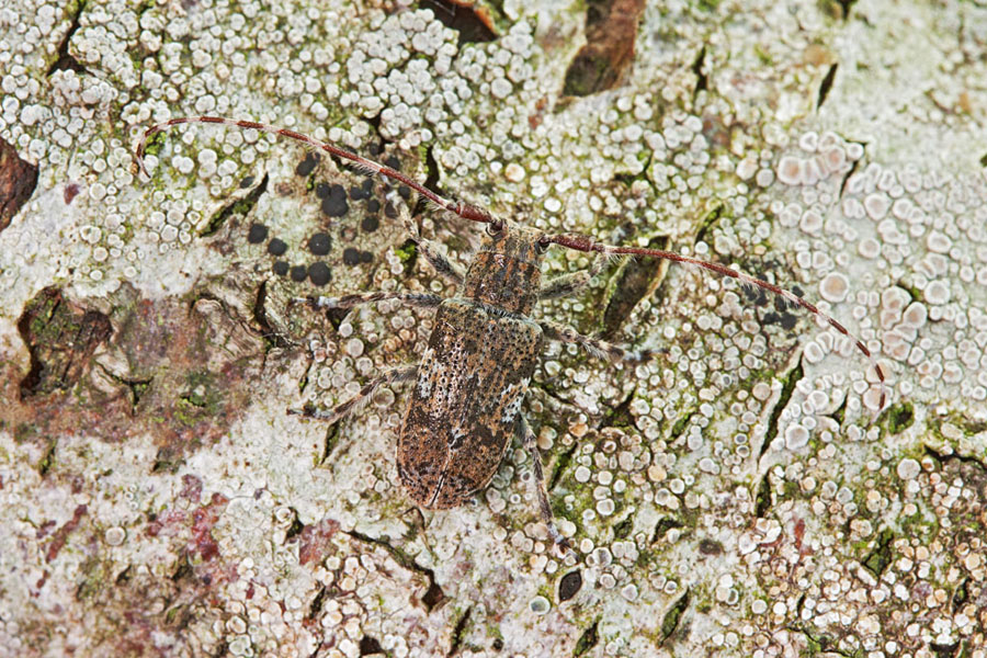 Identificazione coleotteri