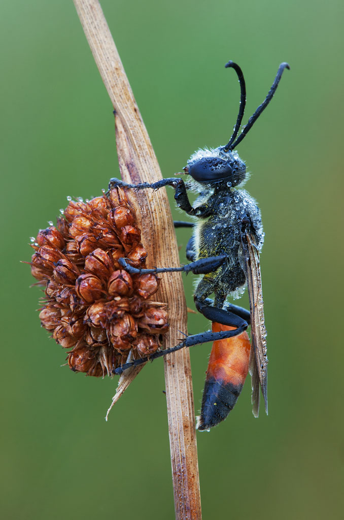 ID