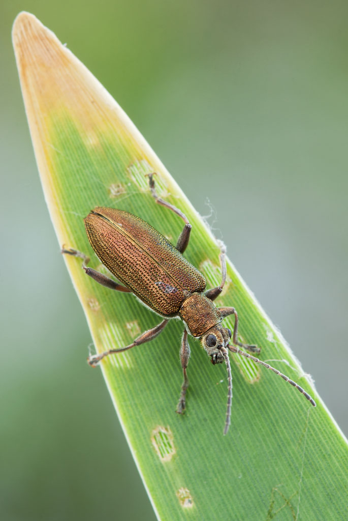 ID - Donacia simplex (cf)