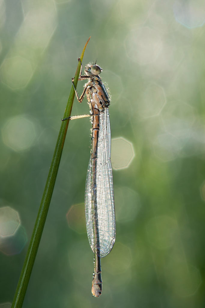 damigella ID