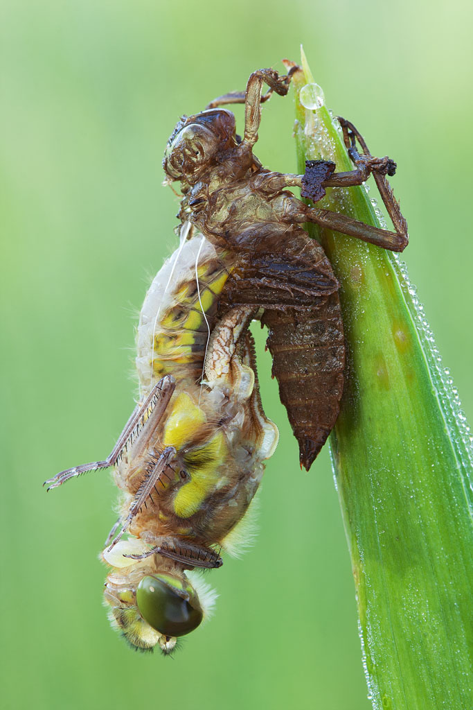 Metamorfosi