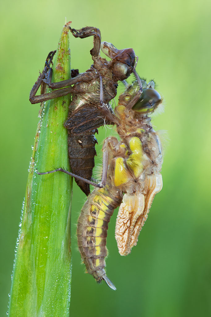 Metamorfosi