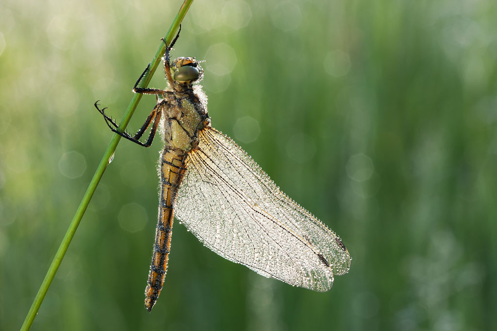 Symphetrum striolatum?