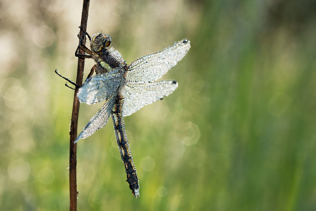 Symphetrum striolatum?