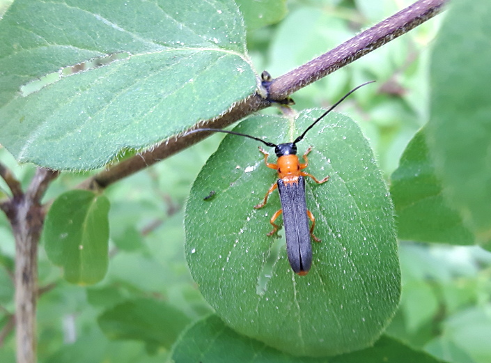 Oberea pupillata - Cerambycidae