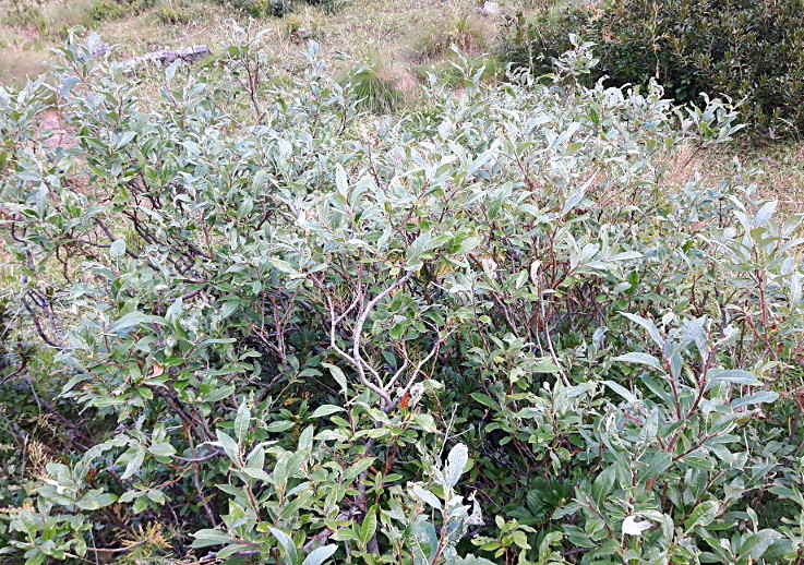 Chrysomela lapponica in Valle Varaita (CN)