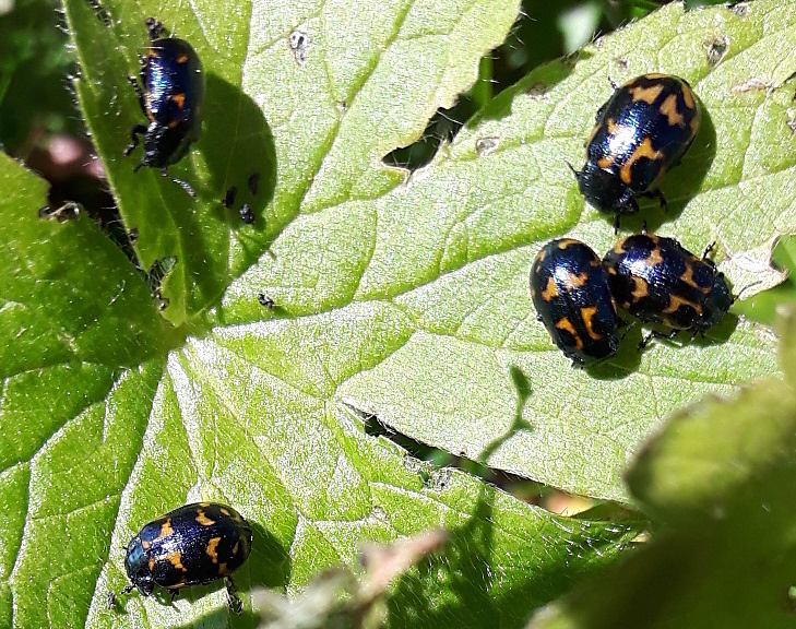 Chrysomela lapponica in Valle Varaita (CN)