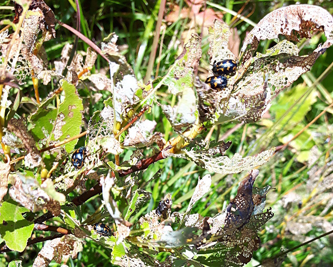 Chrysomela lapponica in Valle Varaita (CN)