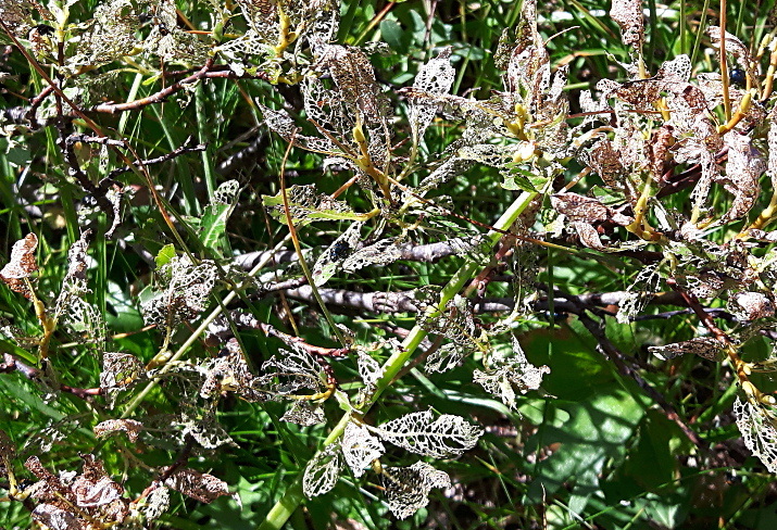 Chrysomela lapponica in Valle Varaita (CN)