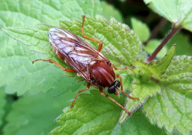 Coenomyiidae: Coenomyia ferruginea, femmina