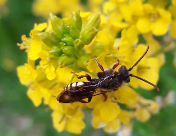 dal Cansiglio (BL): Nomada sp.