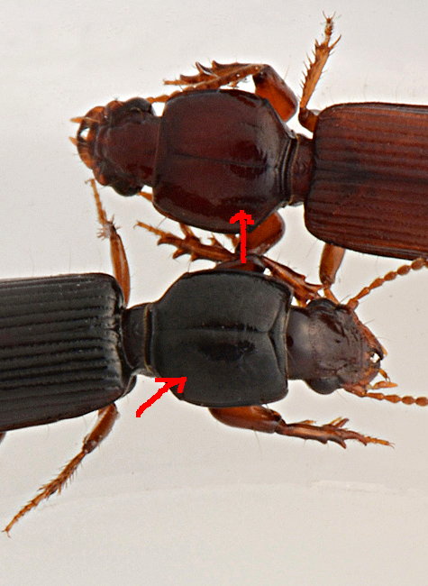 Carabidae:  Clivina fossor