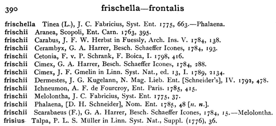 ID Dermestidae: Dermestes frischii (cf.)