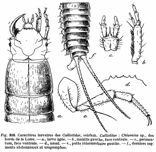 Larva di carabide: Chlaenius sp.