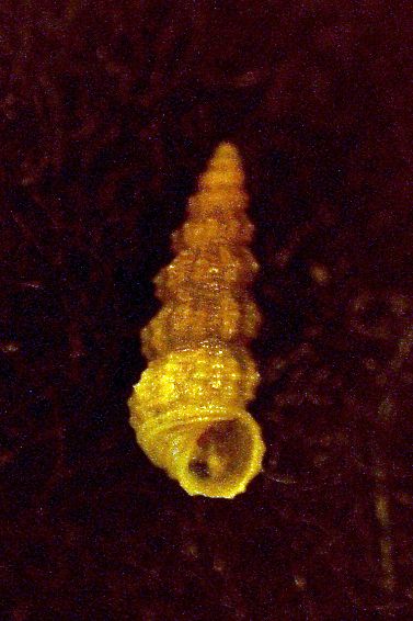 Bittium problematico