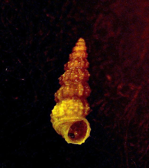 Bittium problematico