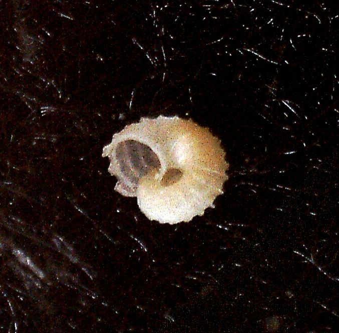 Skeneoides  digeronimoi