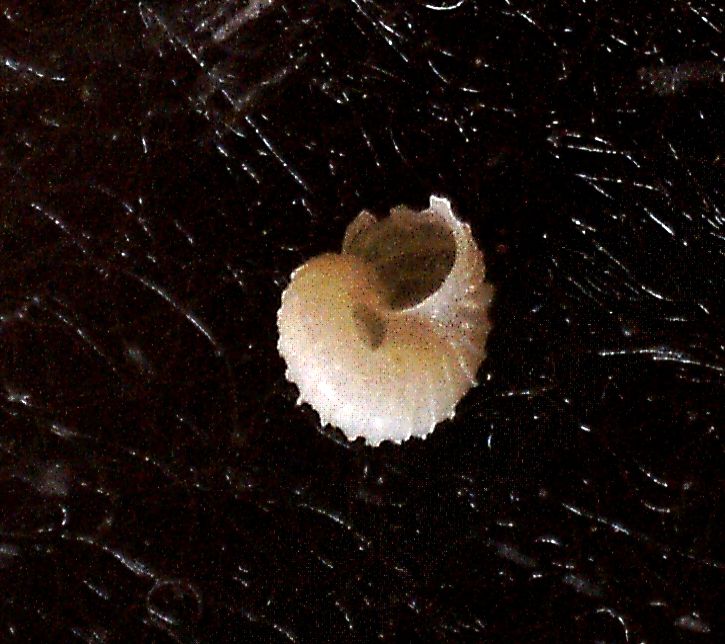 Skeneoides  digeronimoi