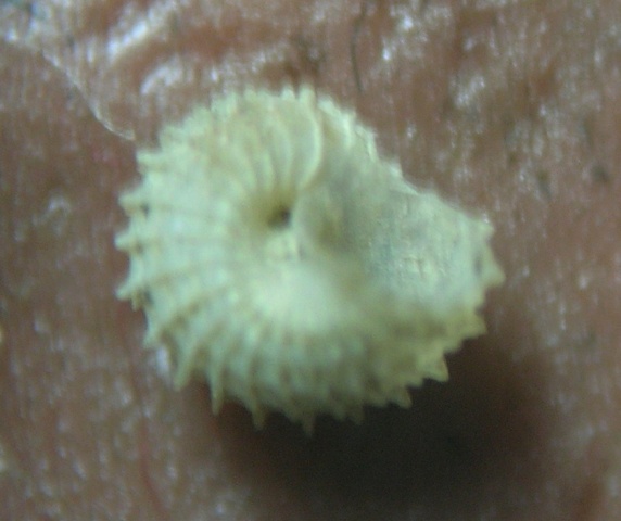 Skeneoides  digeronimoi