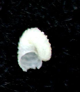 Skeneoides  digeronimoi