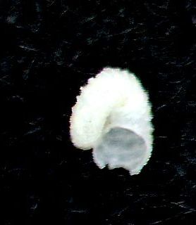 Skeneoides  digeronimoi