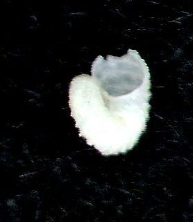 Skeneoides  digeronimoi