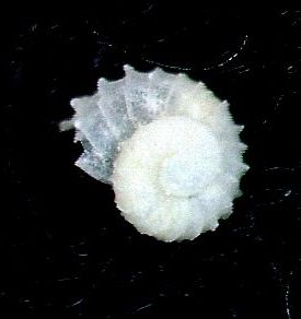 Skeneoides  digeronimoi