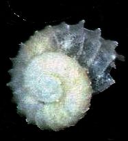 Skeneoides  digeronimoi