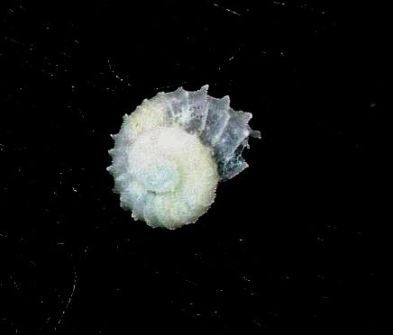 Skeneoides  digeronimoi