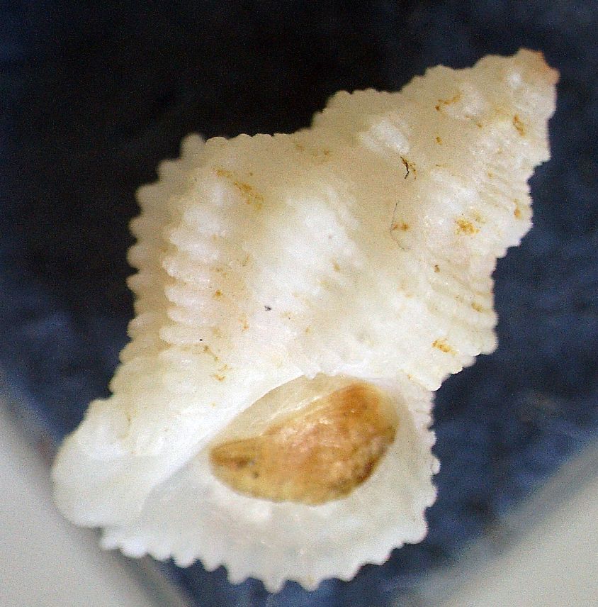 Coralliophila ahuiri