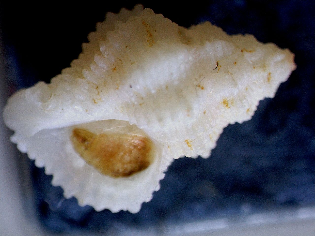 Coralliophila ahuiri