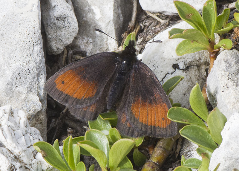 Erebia gorge  (Nymphalidae Satyrinae)