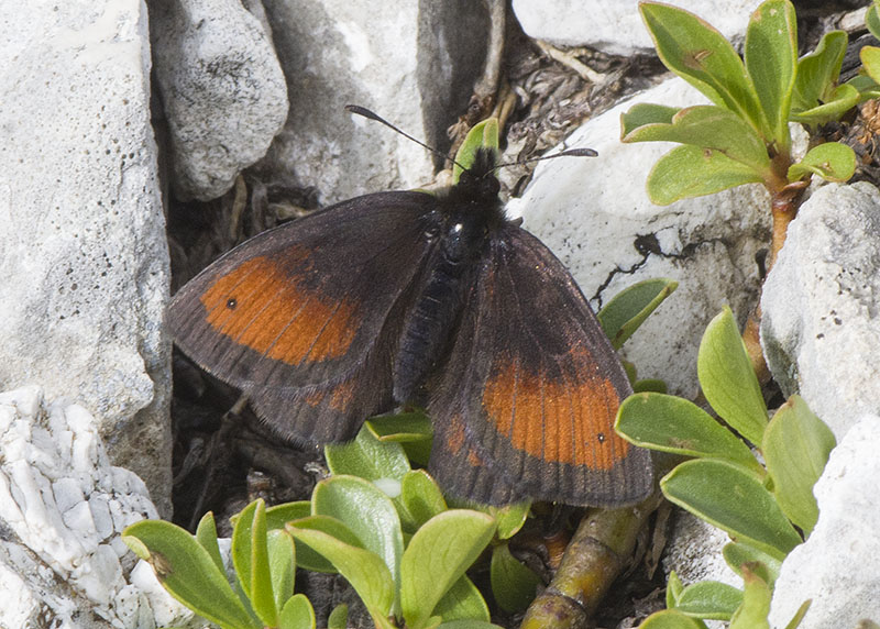 Erebia gorge  (Nymphalidae Satyrinae)