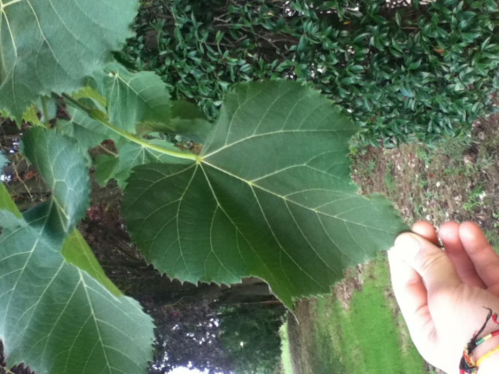 Che albero �? - Tilia sp.