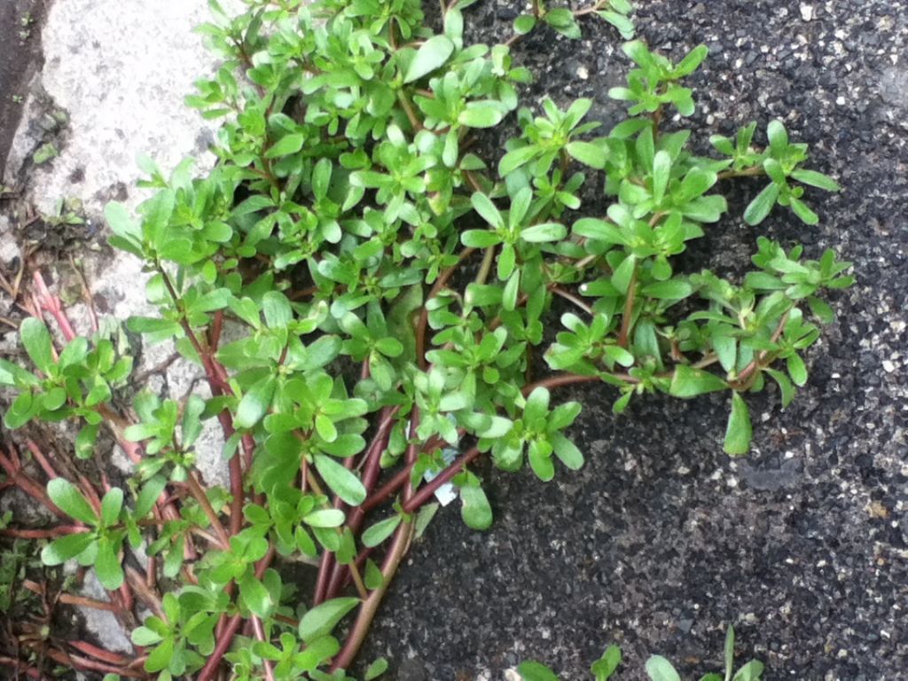 Galium sp.? no, Portulaca oleracea
