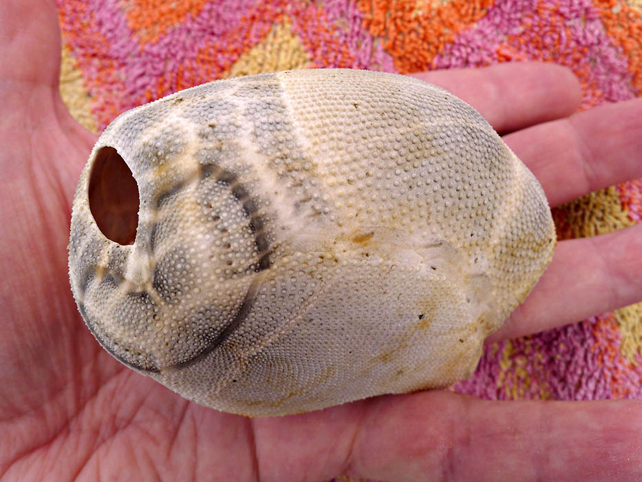 Dermascheletro di Brissus unicolor