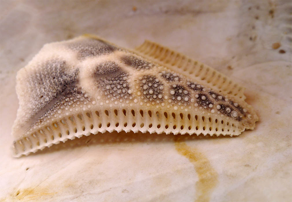 Dermascheletro di Brissus unicolor