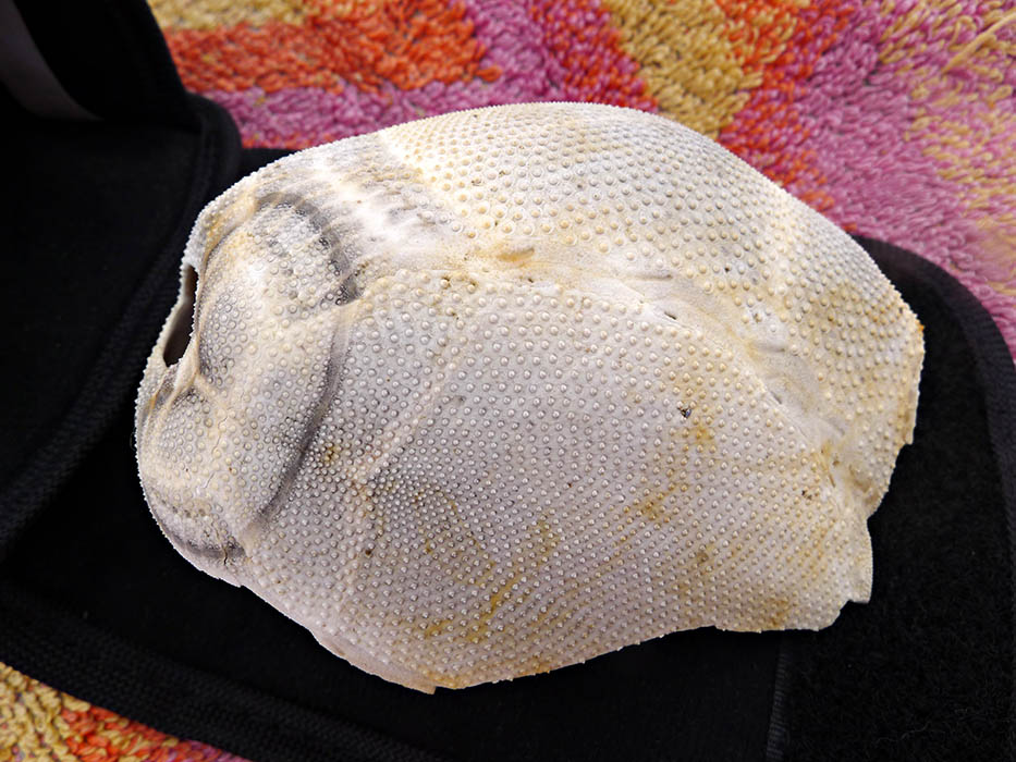 Dermascheletro di Brissus unicolor