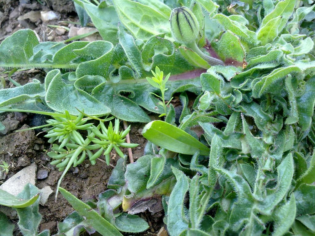 Determinazione - Forse Crepis bursifolia