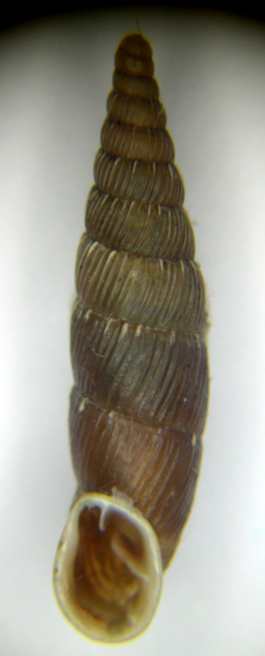 Charpentieria lombarde