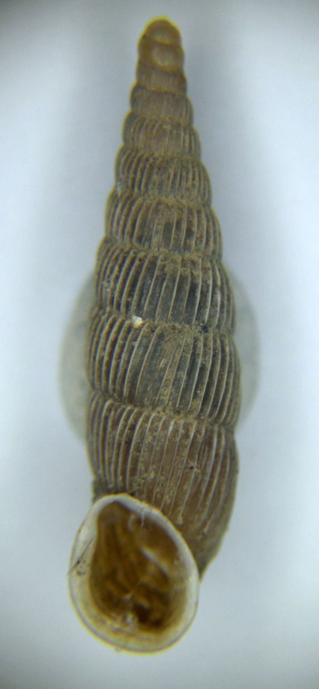 Charpentieria lombarde