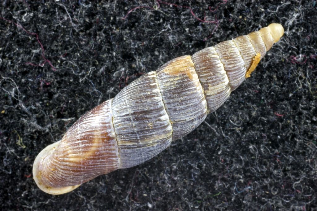 Alla ricerca di Candidula unifasciata vincae