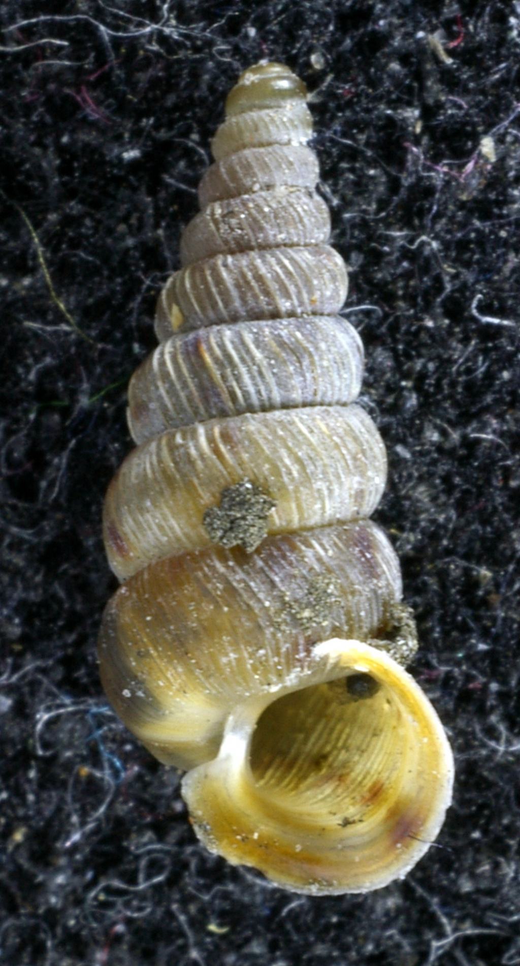 Alla ricerca di Candidula unifasciata vincae